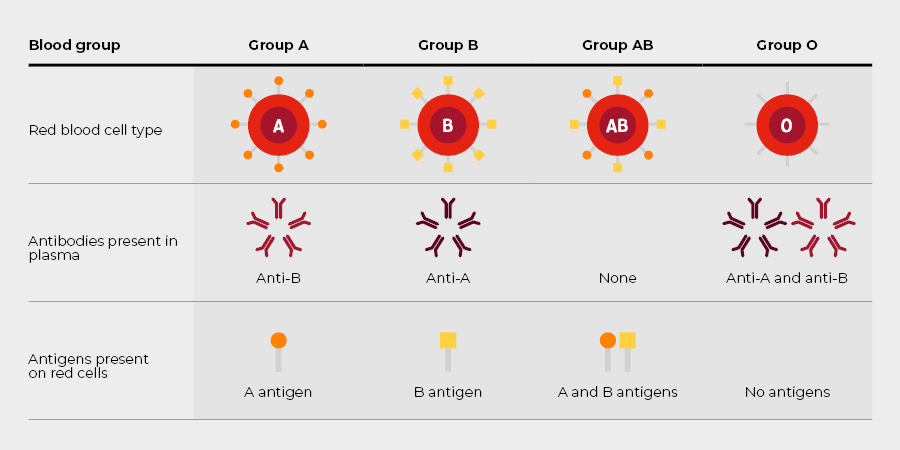 ABO blood group system  Definition, Blood Type, & ABO Antigens