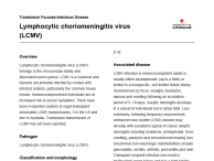 Lymphocytic choriomeningitis virus (LCMV) thumbnail image