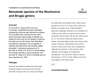Nematode species of the Wuchereria and Brugia genera thumbnail
