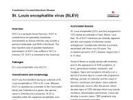 St. Louis encephalitis virus (SLEV) thumbnail